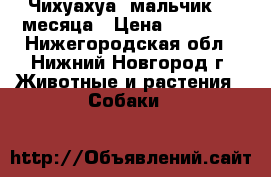 Чихуахуа, мальчик, 3 месяца › Цена ­ 12 000 - Нижегородская обл., Нижний Новгород г. Животные и растения » Собаки   